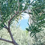 Balaska Διαμέρισμα *